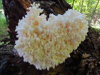 Hericium coralloides image