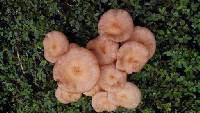 Armillaria tabescens image