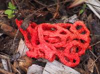 Clathrus ruber image