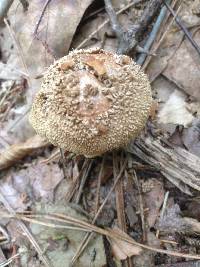 Lycoperdon perlatum image