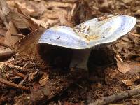 Lactarius indigo image