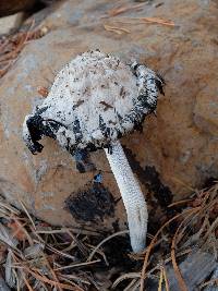 Coprinus comatus image