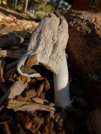 Coprinus comatus image