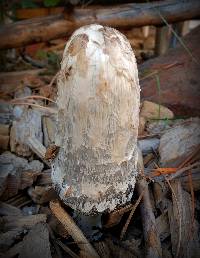 Coprinus comatus image