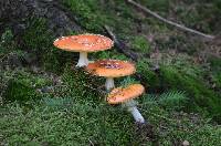 Amanita muscaria image