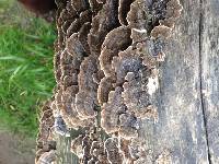 Trametes versicolor image