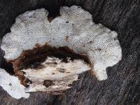 Trametes versicolor image