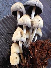 Coprinellus micaceus image