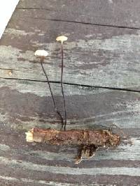 Marasmius rotula image