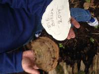 Ganoderma applanatum image