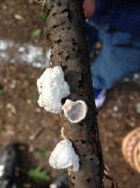 Schizophyllum commune image