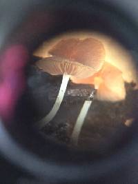 Pluteus longistriatus image