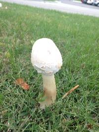 Coprinus comatus image