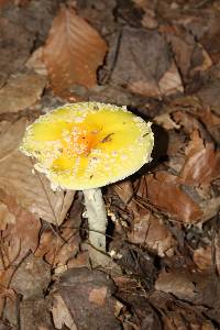 Amanita muscaria image