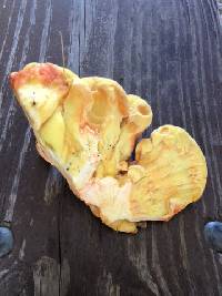 Laetiporus sulphureus image