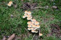 Hypholoma capnoides image