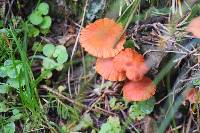 Image of Hygrocybe coccineocrenata