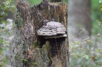 Fomes fomentarius image