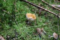 Image of Russula ionochlora