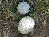 Calvatia sculpta image