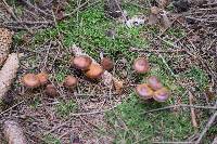 Image of Kuehneromyces mutabilis