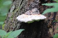 Ganoderma lucidum image