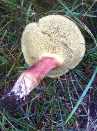 Boletus chrysenteron image