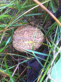 Boletus chrysenteron image