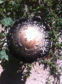 Coprinus comatus image