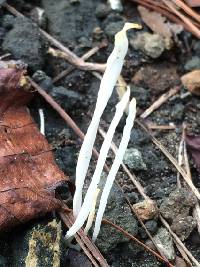 Clavaria fragilis image