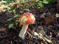 Amanita muscaria image