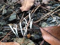 Clavaria fragilis image