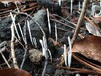 Clavaria fragilis image