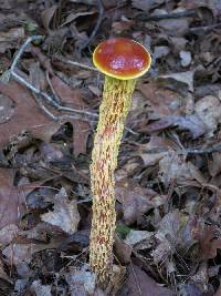 Heimioporus betula image