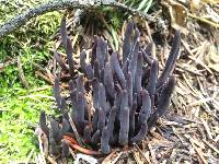 Alloclavaria purpurea image