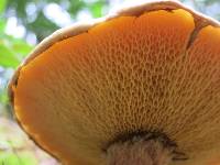 Suillus pictus image