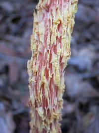 Heimioporus betula image