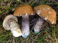 Leccinum versipelle image