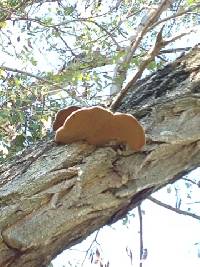 Image of Phellinus robiniae