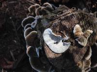 Trametes versicolor image