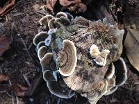 Trametes versicolor image