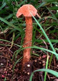 Battarrea phalloides image