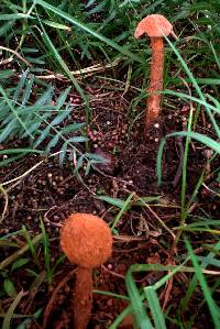 Battarrea phalloides image