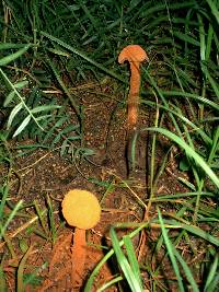 Battarrea phalloides image