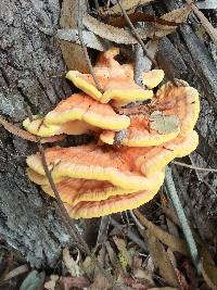 Laetiporus gilbertsonii image