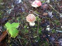 Amanita muscaria image