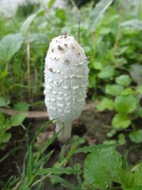 Coprinus comatus image