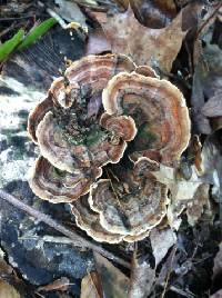 Trametes versicolor image