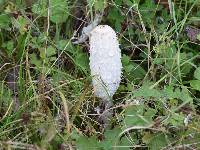 Coprinus comatus image