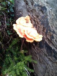 Laetiporus gilbertsonii image